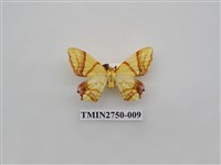 藏品(尺蛾316)的圖片